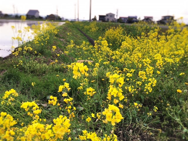 菜の花