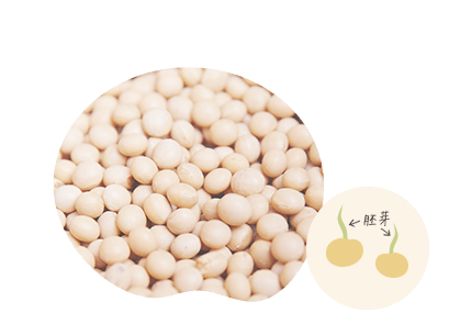 大豆の胚芽（イメージ）